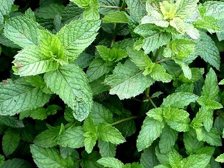 �X�y�A�~���g(Spearmint) 