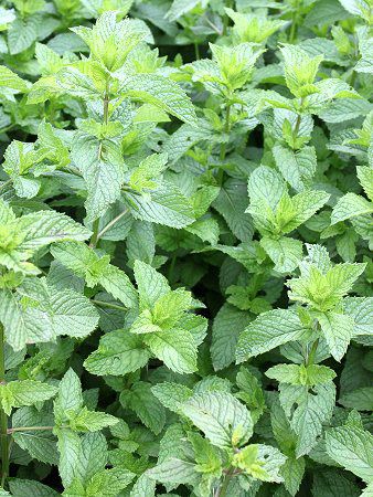 �X�y�A�~���g(Spearmint) 