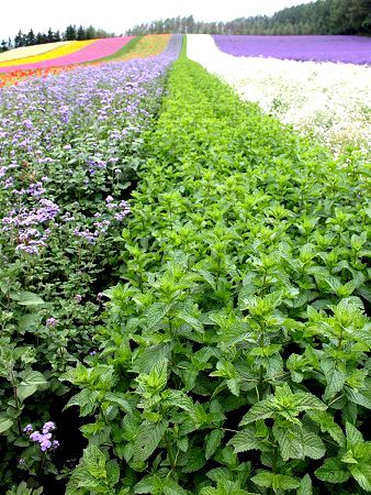�X�y�A�~���gSpearmint�̔�