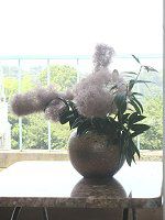 �P�����m�L�i���̖؁j