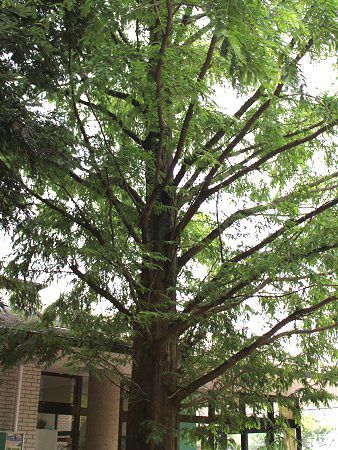 ���^�Z�R�C�A(Metasequoia)