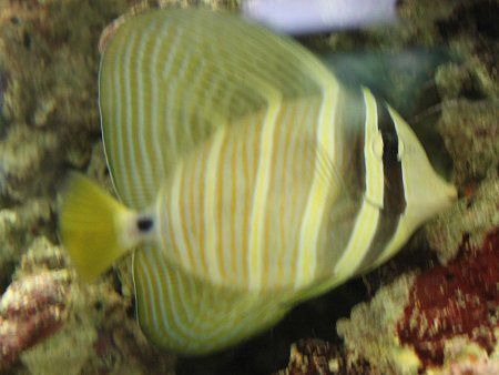 �q���i�K�n�M�i�h�����j