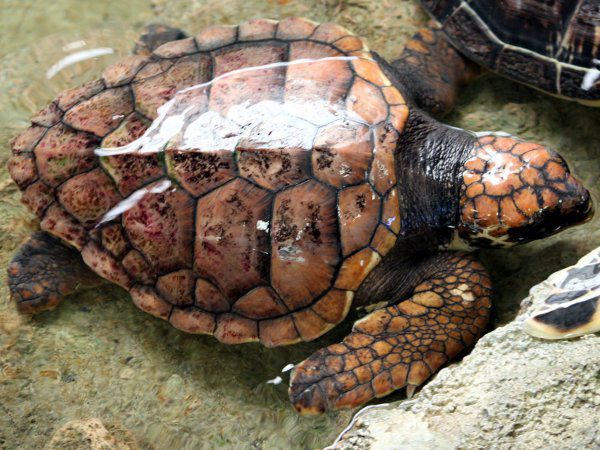 �A�J�E�~�K��