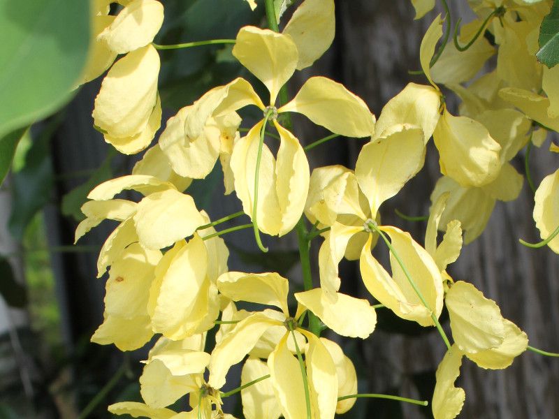 �J�b�V�A�E�t�B�c��(Cassia fistula),�S�[���f���V�����[�c���[