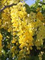 �S�[���f���V�����[�E�c���[�iGolden Shower Tree�j