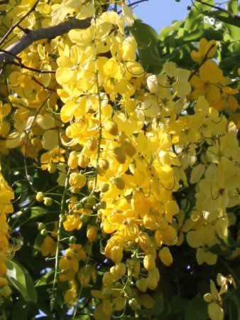 Goldenshower
