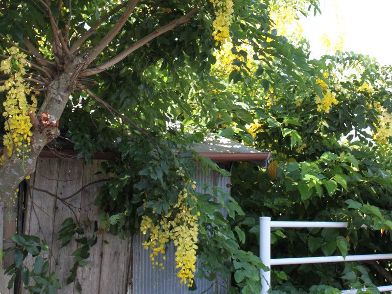 Goldenshower