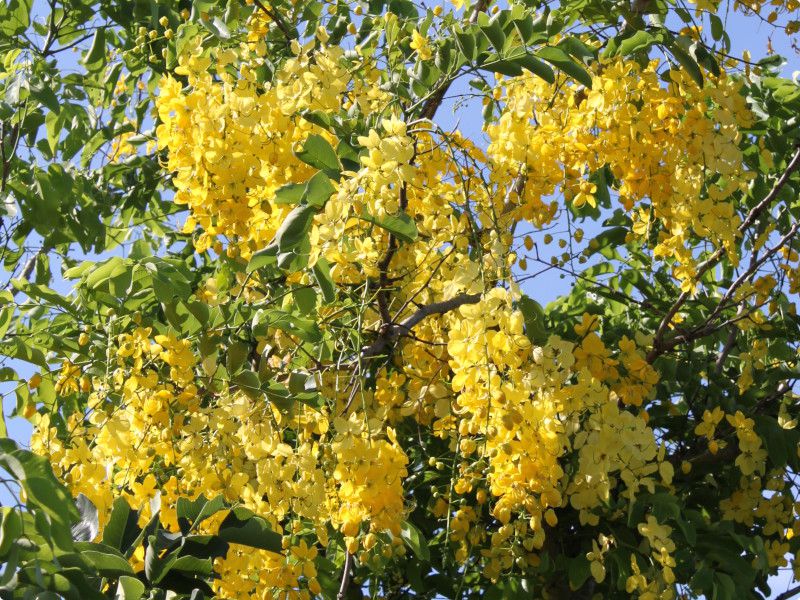 �S�[���f���V�����[�E�c���[(Golden Shower Tree)