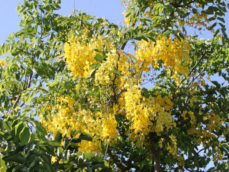 Goldenshower