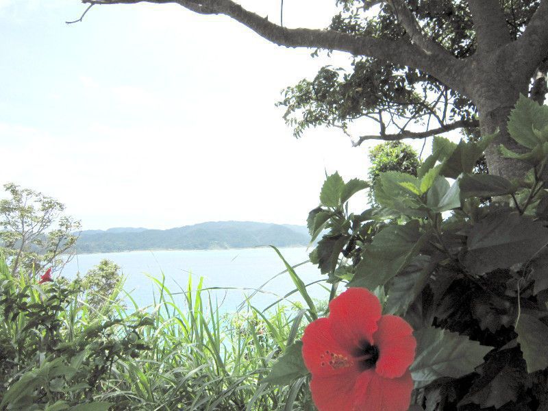 �n�C�r�X�J�X(Hibiscus)