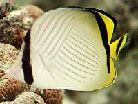 �t�E���C�`���E�`���E�E�I�i�������X���j