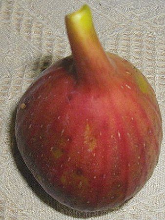 �C�`�W�N�i���ԉʁj