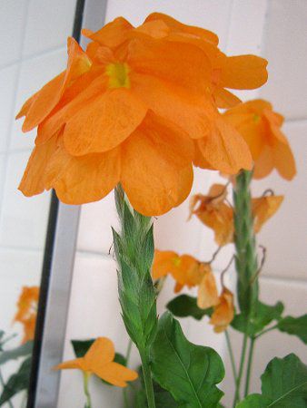 �N���b�T���h��