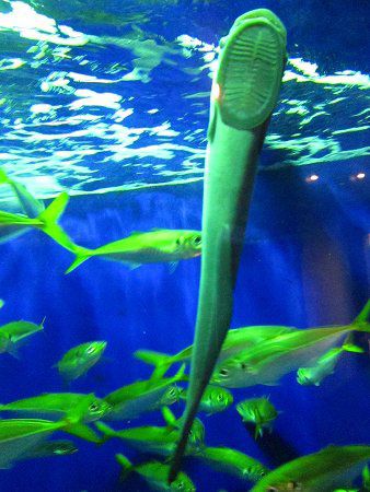 �N���R�o���i�������j9