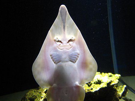 �T�J�^�U��1