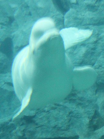 �x���[�K10