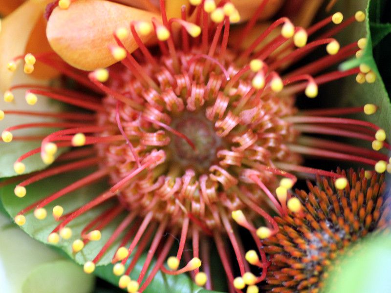 �s���N�b�V����(Pincushions)