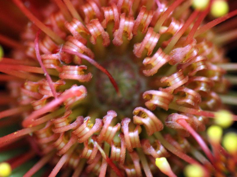 �s���N�b�V����(Pincushions)