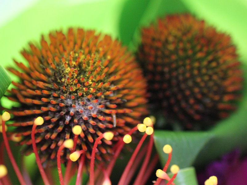 �G�L�i�Z�A�iEchinacea�j