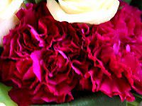 �J�[�l�[�V�����iCarnation�j