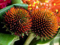 �G�L�i�Z�A�E�v���v���A�iEchinacea purpurea�j