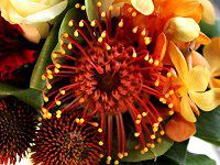 �s���N�b�V����(Pincushions)