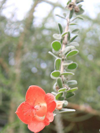 ���M�X�g�X�e�M�E���E�~�N���t�B�[����