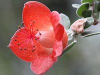 ���M�X�g�X�e�M�E���E�~�N���t�B�[����