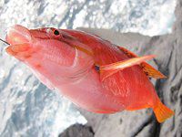 �A�J�T�T�m�n�x��