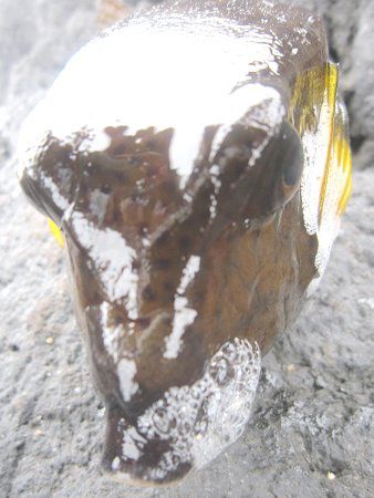 �n�R�t�O�i���͓؁j