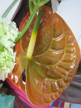 ���F�̃A���X���E��(Anthurium)