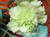 �J�[�l�[�V����(Carnation)