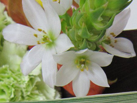 �I�[�j�\�K�����iOrnithogalum thyrsoides�j