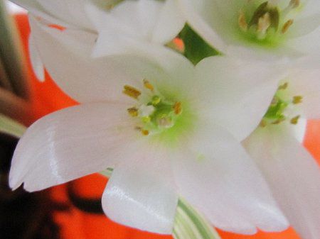 �I�[�j�\�K�����iOrnithogalum thyrsoides�j