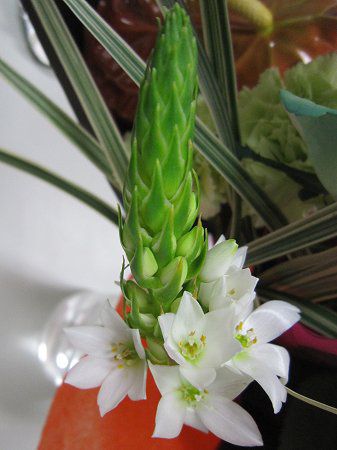 �I�[�j�\�K�����E�V���\�C�f�X
