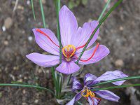 �T�t����(Saffron) 