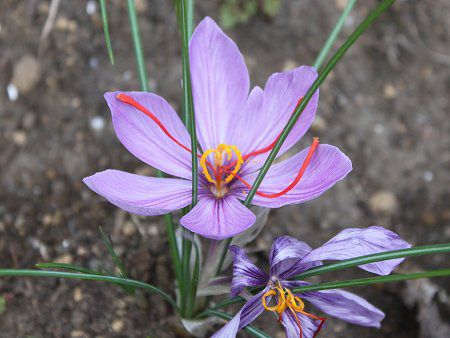 �T�t����(Saffron)