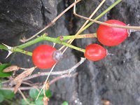 �e���n�m�C�o���i�Ɨt���j