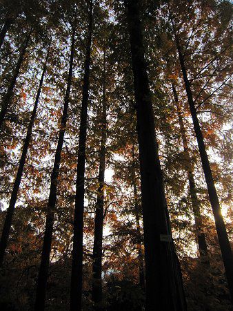 ���^�Z�R�C�A(Metasequoia)