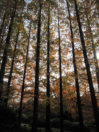 ���^�Z�R�C�A(Metasequoia)