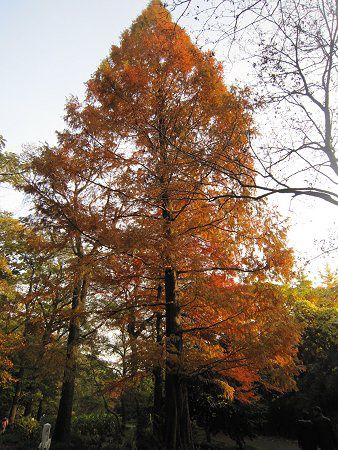 ���^�Z�R�C�A(Metasequoia)