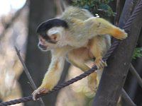 �{���r�A���X�U�� Bolivia �I�l���j