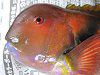 �C��