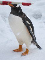 �W�F���c�[�y���M��(Gentoo Penguin)