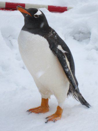 �W�F���c�[�y���M��(Gentoo Penguin)