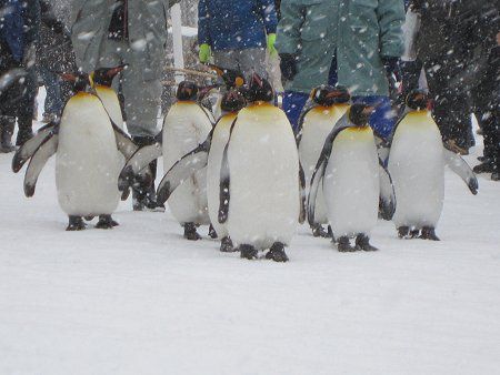 �L���O�y���M��(King Penguin)