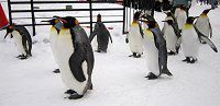 �L���O�y���M��(KingPenguin)