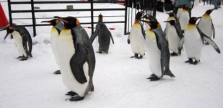 KingPenguin