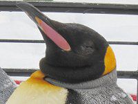 �L���O�y���M��(KingPenguin)