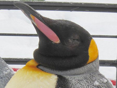 �L���O�y���M��(King Penguin)